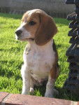 Frizbee De L'Echo des Fontaines - Beagle M&acirc;le (11 mois)