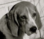 Joplin - Beagle (8 ans)