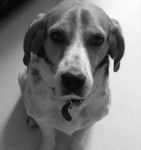 Joplin - Beagle (8 ans)