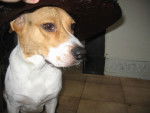 nugget - Beagle (9 mois)