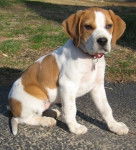 bear - Beagle (3 mois)