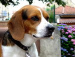 Sucette - Beagle (2 mois)