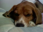 Molly - Beagle (6 ans)