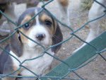 Tina - Beagle (3 mois)
