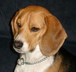 Buddy - Beagle M&acirc;le