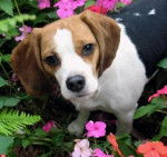 palace - Beagle (2 ans)