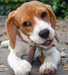 Cutesy - Beagle (1 an)