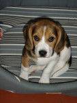 baccara - Beagle (4 mois)
