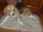 Fibule - Beagle (2 ans)