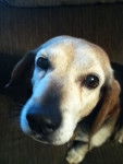 kipper - Beagle M&acirc;le (9 ans)