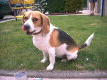 Cassy - Beagle (2 ans)