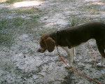dixie - Beagle (2 ans)
