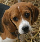 hot dog - Beagle M&acirc;le (1 mois)