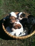 puppies - Beagle M&acirc;le (3 mois)