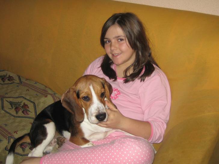 elmo - Beagle Mâle (2 ans)