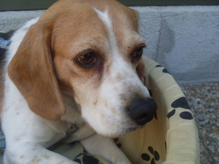 Tessa - Beagle (6 ans)