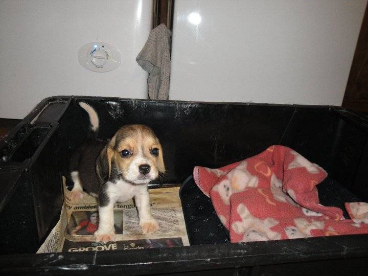 Teo - Beagle Mâle (1 mois)