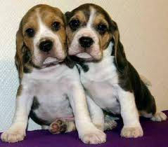 Flekken og Hyper - Beagle Mâle (3 mois)