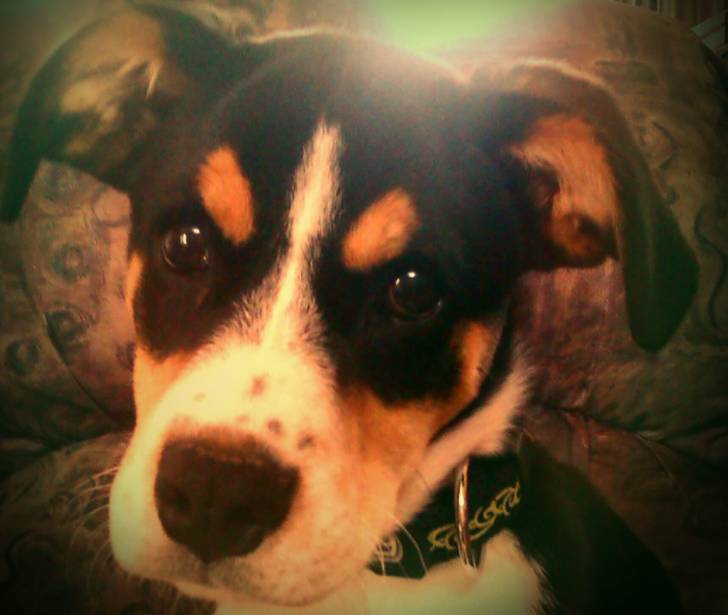 Maguie - Beagle (4 mois)