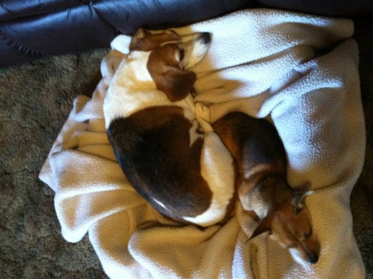Copper - Beagle (7 ans)