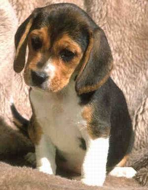 Lola - Beagle