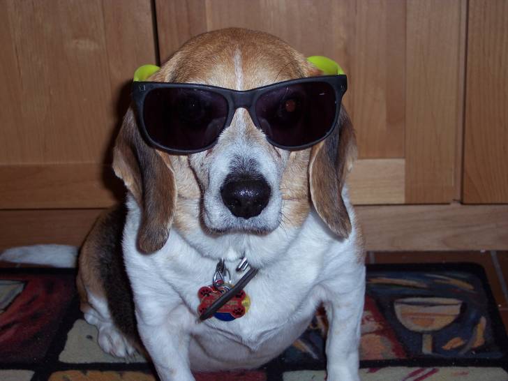 jessie - Beagle (10 ans)