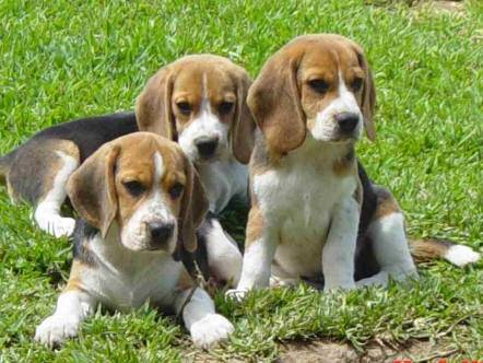 tres beagles - Beagle Mâle (5 ans)