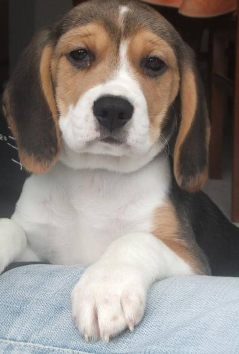 Gaïa - Beagle (4 mois)