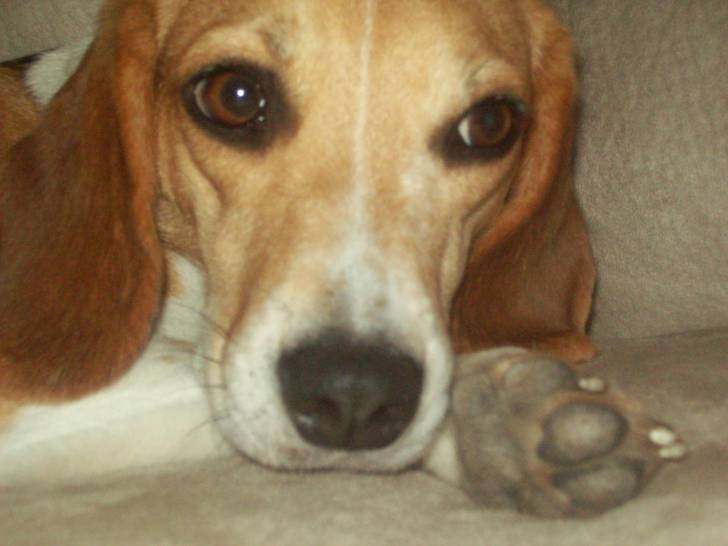 Cassy - Beagle (2 ans)