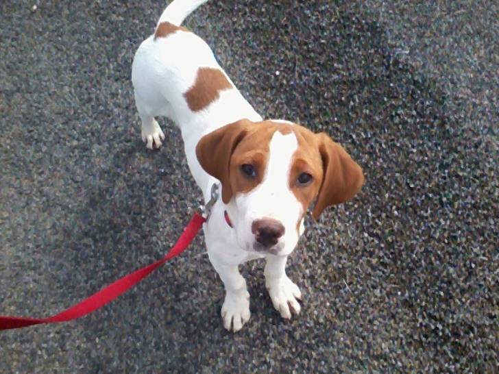 Chamallow - Beagle Mâle (6 mois)