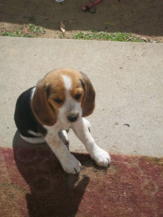 Garou - Beagle Mâle (6 mois)