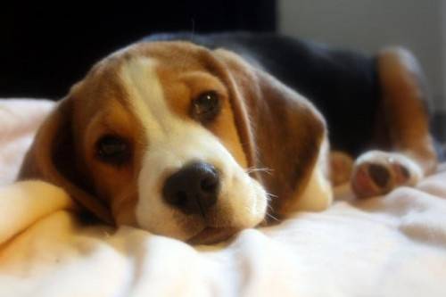 beam - Beagle Mâle (11 mois)
