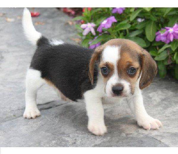 Bruce - Beagle Mâle (4 mois)