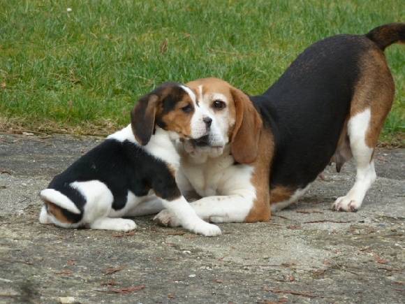 guess et baya - Beagle (10 mois)
