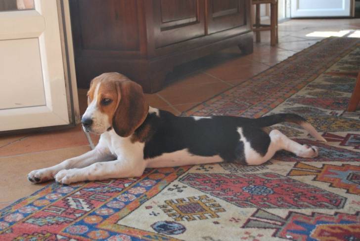 Fiona - Beagle (2 ans)