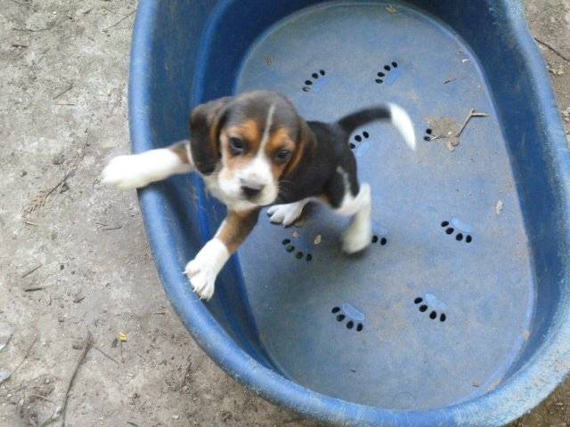 Cooper - Beagle Mâle (10 mois)