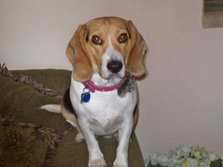 Miley - Beagle (3 ans)