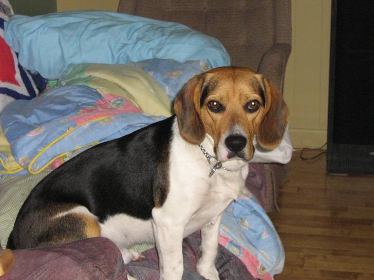 Dumbo - Beagle Mâle (2 ans)
