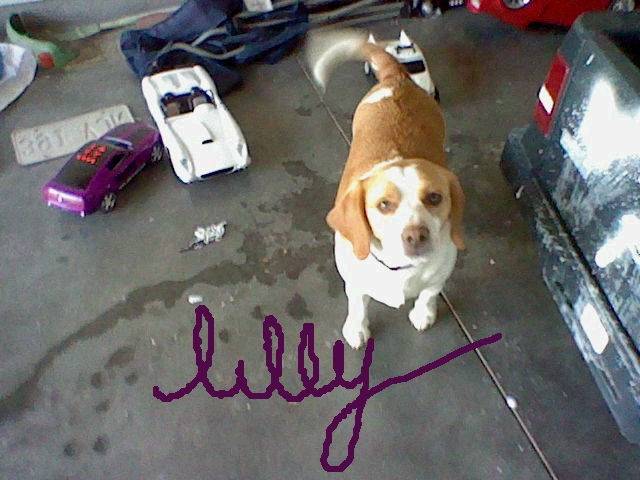 lilly - Beagle (1 an)