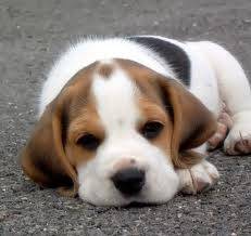 preety - Beagle Mâle (3 mois)