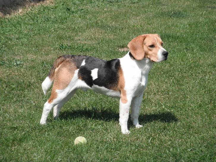 Xuco - Beagle Mâle (3 mois)