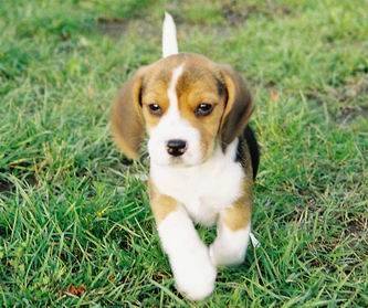 Tiffany - Beagle (3 mois)