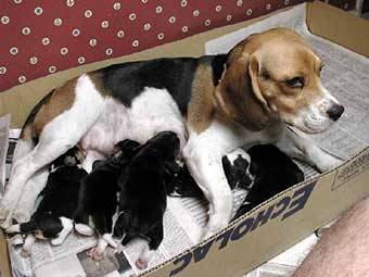 Tiffany y sus cachorros - Beagle (1 an)