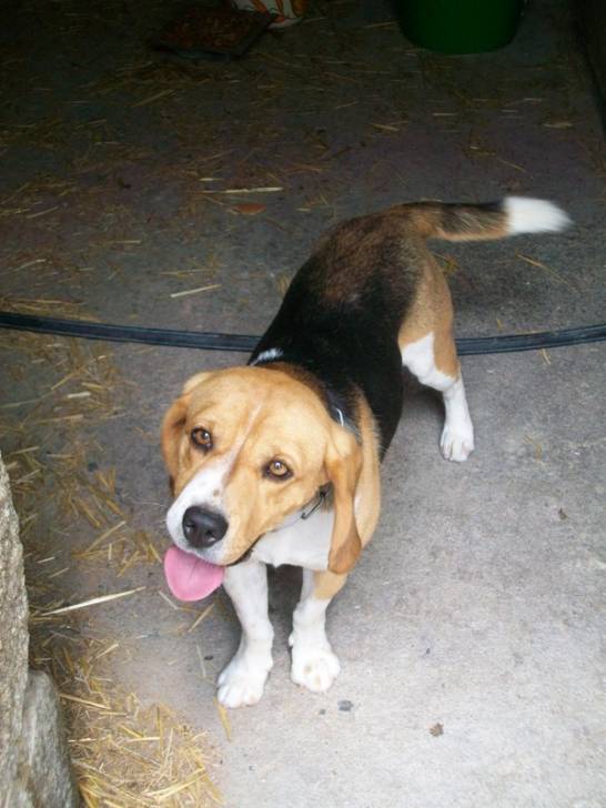 Euro - Beagle Mâle