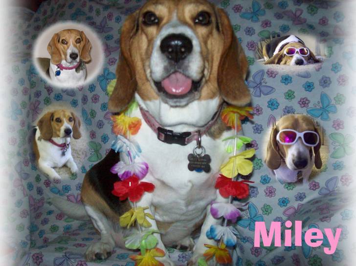 Miley - Beagle (4 ans)