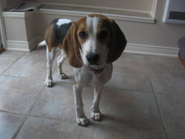 Maya - Beagle (5 mois)