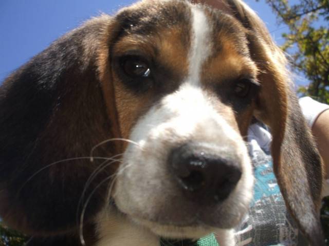 boogi - Beagle Mâle (9 mois)