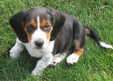 Hunter - Beagle Mâle (11 mois)