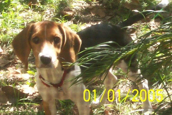 Shiloh - Beagle (6 mois)
