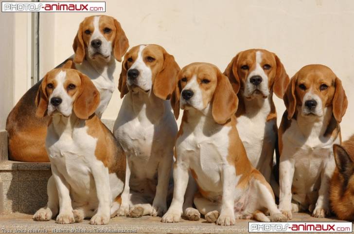 Notre Clan - Beagle (3 ans)
